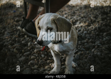Hund am Strand kleine Hund Stockfoto