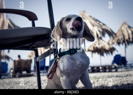 Hund am Strand kleine Hund Stockfoto