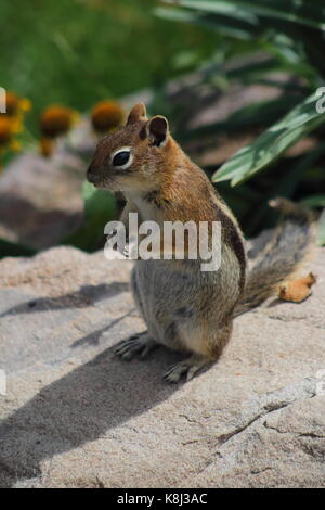 Golden-mantled Ground Squirrel saß auf einem Felsen in Colorado Rocky Mountains bei einem warmen Sommertag 12. August 2017 Stockfoto