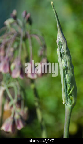 Neue Knospen von Nectaroscordum siculum, sizilianischen Honig Knoblauch, das Mittelmeer Glocken Allium Stockfoto