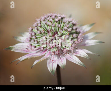 Astilbe (subsp involucrata) Stockfoto