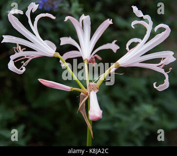 Von "Nerine" tefanie' Stockfoto