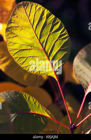 Cotinus coggygria 'Grace' im späten Nachmittagslicht Stockfoto