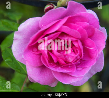 Große, doppelt, cup-shaped, tief Rosa Rosa Gertrude Jekyll Blütezeit: Juli bis September, mit Damast Duft eine beliebte, wiederholen - Rose Blüte Stockfoto