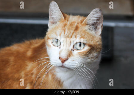 Schöne Katze mit weißem Amber Fell an der Fotograf, Stockfoto