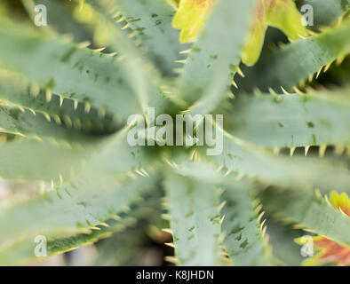 Von oben nach unten geschossen von Aloe Vera Pflanzen in voller Blüte Stockfoto