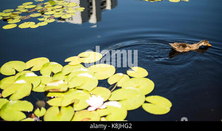 Eine Ente schwimmt durch einen Seerosenteich Stockfoto