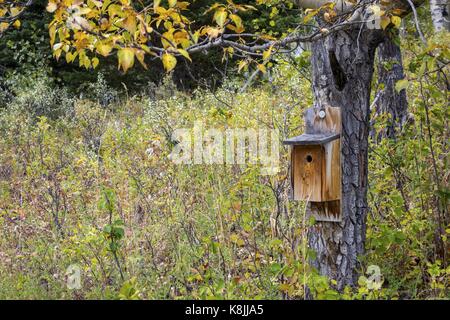 Bird House auf Aspen Tree in Alberta Wiesen unter Yamnuska Mountain an den Vorbergen der kanadischen Rocky Mountains. Stockfoto