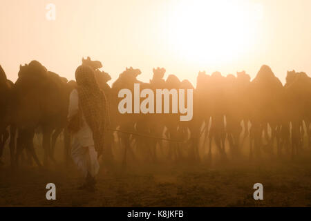 PUSHKAR, INDIEN - ca. November 2016: Camel herder am frühen Morgen in der Pushkar Kamel Fairgrounds. Es ist einer der größten Kamel der Welt messen. Stockfoto