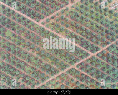 Luftbild von Palmöl tree Plantation. Palmölplantage in Kelantan, Malaysia. Stockfoto