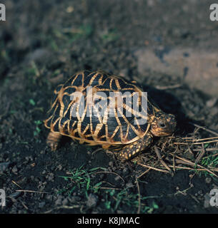 Indische Stern Schildkröte Geochelone elegans. Stockfoto