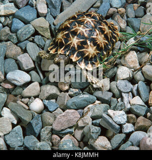 Geometrische oder Zelt Schildkröte (Psammobates Geometricus). Kritisch gefährdet bedrohte Arten. Südafrika. Stockfoto