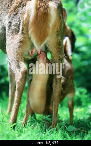 Chinese Muntjac oder bellende Rehe (Muntiacus reevesi). Heck, einem Schwanz, doe, oder weiblich, und eine über zu saugen, fawn unter ihr. Doe dreht Hea Stockfoto