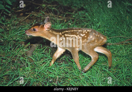 Reeve's Muntjac Rotwild oder bellende Rehe (Muntiacus reevesi). Tage alt fawn. Gefleckte Abzeichen. Profil. Wandern. Profil. Norfolk. East Anglia. Großbritannien Stockfoto