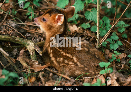 Reeve's Muntjac Rotwild oder bellende Rehe (Muntiacus reevesi). Stunden alt fawn. Beschmutzt, kryptische, Markierungen auf Mantel. "Ausgelassene" in einer Brennnessel Bett. Norfolk. Osten Stockfoto