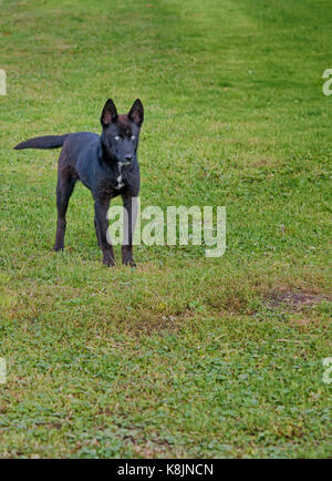 Schwarzer Hund im Garten Stockfoto