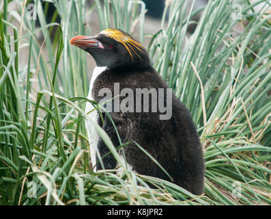 Brüten von Macaroni-Pinguin im Grashalm, Cooper Bay, Süd-Georgia Stockfoto