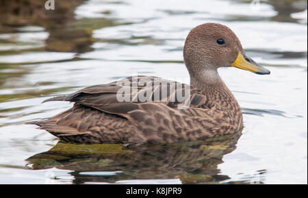 South Georgia Pintail schwimmen in einem Stream, Gold Harbour, South Georgia Stockfoto