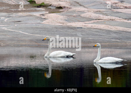 Zwei Singschwänen schwimmen auf ruhiger See. Rock Hintergrund. Stockfoto