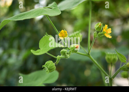Abutilon theophrasti Stockfoto