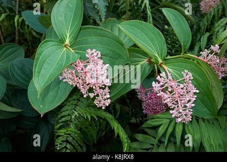 Medinilla speciosa Stockfoto