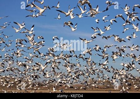 Schneegans Chen caerulescens Große flocktaking in Reaktion auf ein sich näherndes Predator Bosque Del Apache National Wildlife Refuge in Arkansas USA Stockfoto