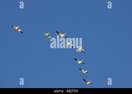 Schneegans Chen caerulescens Gruppe im Flug mit Ross's Gans Bosque Del Apache National Wildlife Refuge in Arkansas USA Stockfoto