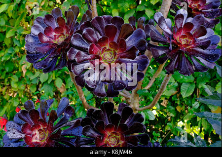 Tree aeonium arboreum saftige Art Werk im englischen Garten Stockfoto