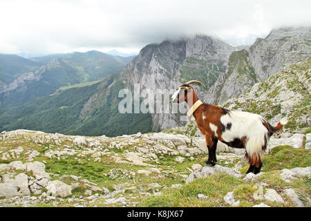 Ziege zu einer großartigen Landschaft in Fuente De, Picos de Europa, Kantabrien, Spanien. Stockfoto