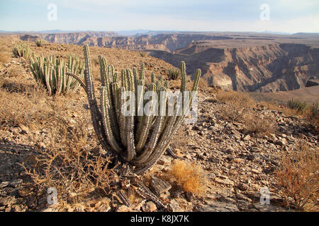 Cactus um Fish River Canyon, Namibia Stockfoto