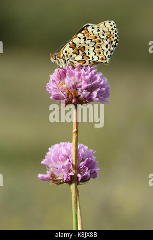 Melitaea Schmetterling auf eine rosa Blume Stockfoto