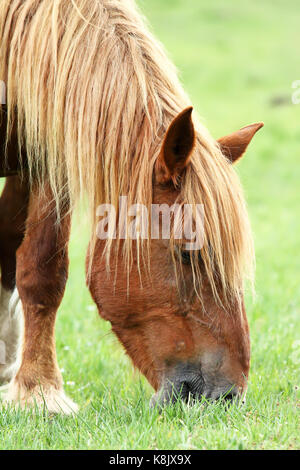 Hispano bretonischen Pferd Weiden Stockfoto