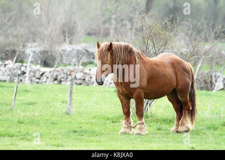 Hispano bretonischen Pferd Stockfoto