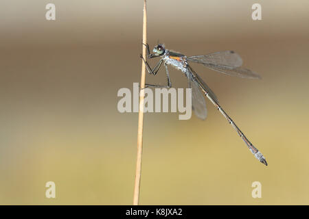 Esmerald damselfy (Lestes sponsa) Stockfoto