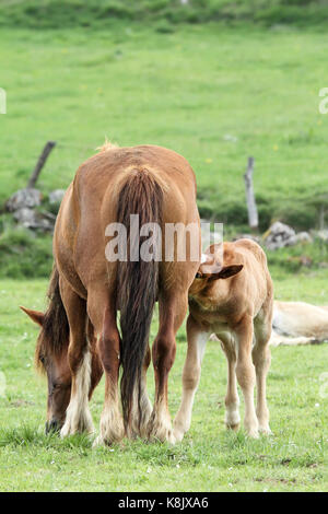 Fohlen trinken Milch (stillen) Stockfoto