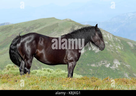 Schwarzes Pferd in den Bergen im Norden von Spanien Stockfoto