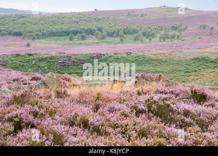 Derbyshire, Großbritannien - 23 Aug 2015: Streifen Rosa heather Farbe einer malerischen Landschaft am 24 Aug in Hathersage Moor, Peak District Stockfoto