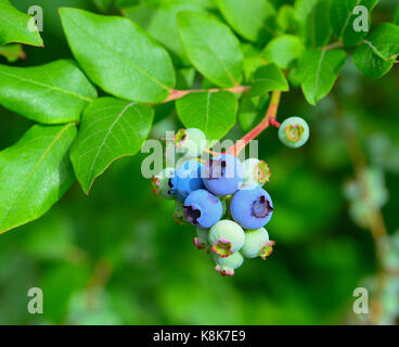 Wilde Blaubeeren Reifen auf der Rebe in der Wüste Wiese. Stockfoto