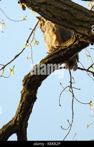 Eine junge great Horned owl Peering unten von einem Barsch in der Nähe seines Nestes. Stockfoto