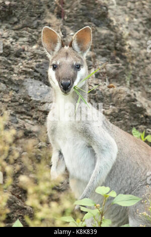 Das Porträt einer wallaby Kauen auf Gras im Lamington National Park in Australien. Stockfoto