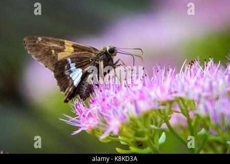 Silberfleckiger Skipper auf der rosa Blume Stockfoto