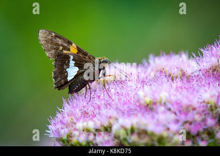 Silberfleckiger Skipper auf der rosa Blume Stockfoto