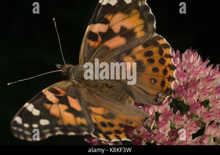 Amerikanische gemalte Schönheit Schmetterling Nectaring Sedum Blumen Stockfoto