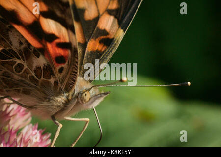 Amerikanische gemalte Schönheit Schmetterling Nectaring Sedum Blumen Stockfoto