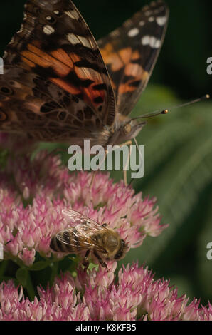 Amerikanische gemalte Schönheit Schmetterling und Biene Nectaring Sedum Blumen Stockfoto