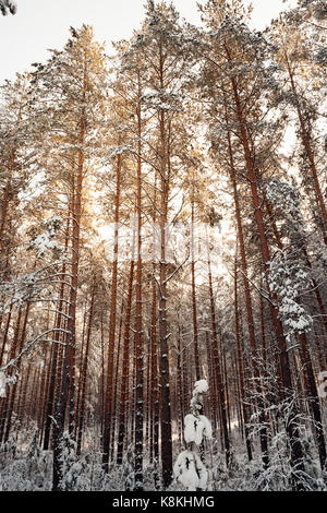 Pinien in einem Winter schneebedeckten Wald während des Sonnenuntergangs. Auf dem Gipfel der Bäume eine gelbe Schatten der Himmel und Amtsleitungen Stockfoto