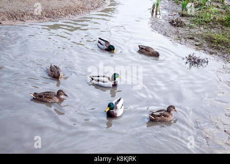 Foto von einem kleinen See, close-up. Das Wasser ist verschmutzt Stockfoto