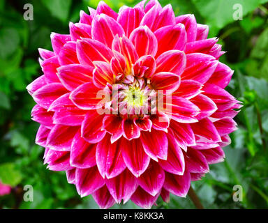 Dahlie Blume in voller Blüte Stockfoto
