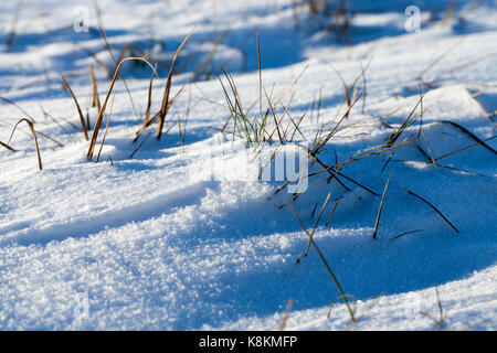 Nahaufnahme in einem Winkel von einer Oberfläche bedeckt mit weißen Schnee nach einem Schneefall. Trockenes Gras ragt aus dem Schnee. Kleine Schärfentiefe Stockfoto