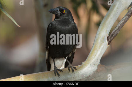 A Pied Currawong, Strepera graculina, thront auf einem Gum Tree Branch im Outback westlichen Queensland Stockfoto